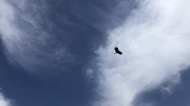 空を飛ぶ鳥